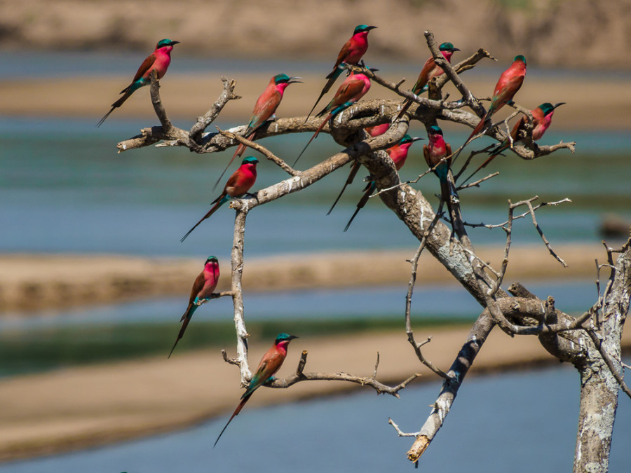 Vogels in South Luangwa Vogels in South Luangwa