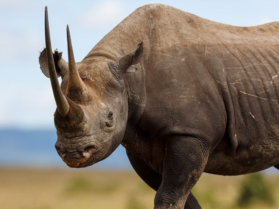 Neushoorn soorten Neushoorn soorten