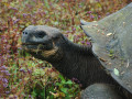 Reuzenschildpad op de Galapagos