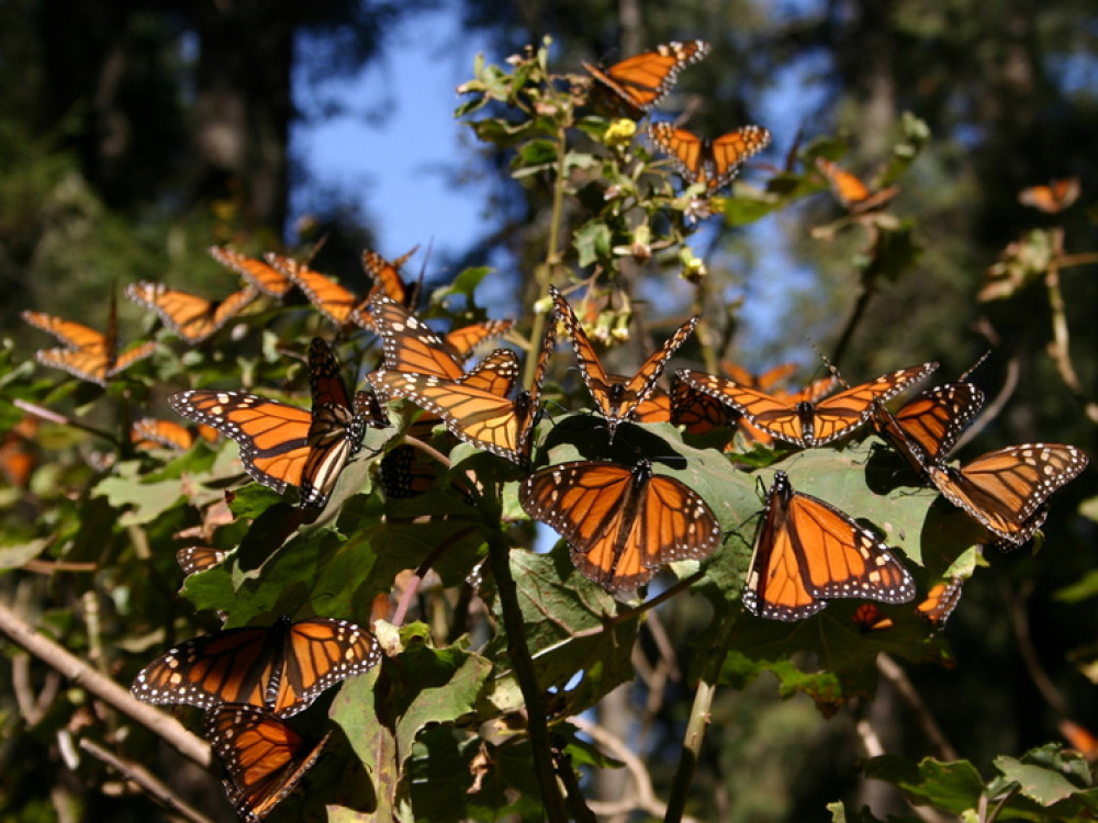 Monarch vlinders in Mexico