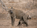 Hyena