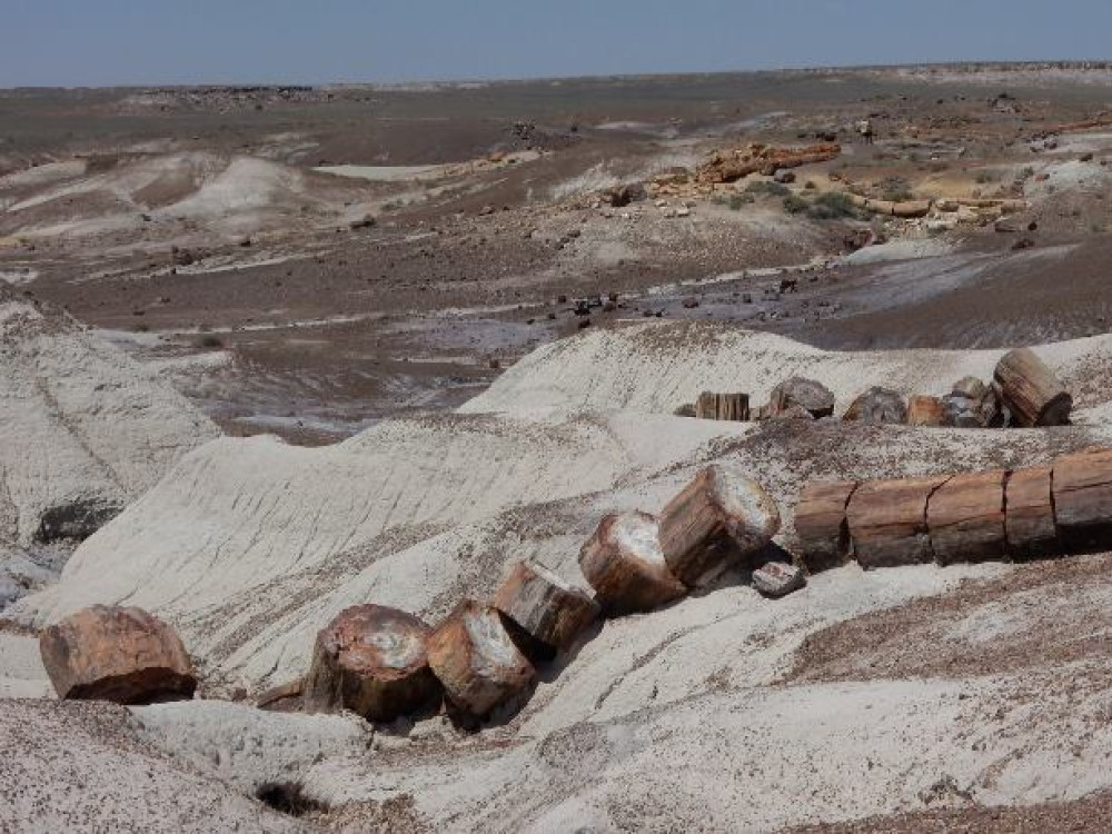 Petrified Forest