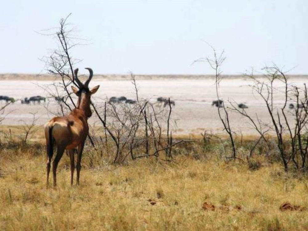 Afrika natuur