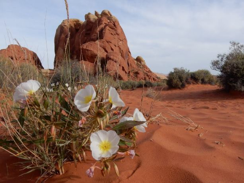 Natuur Noord-Amerika