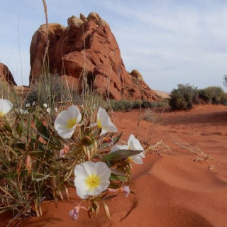 Afbeelding voor Natuur in Noord-Amerika