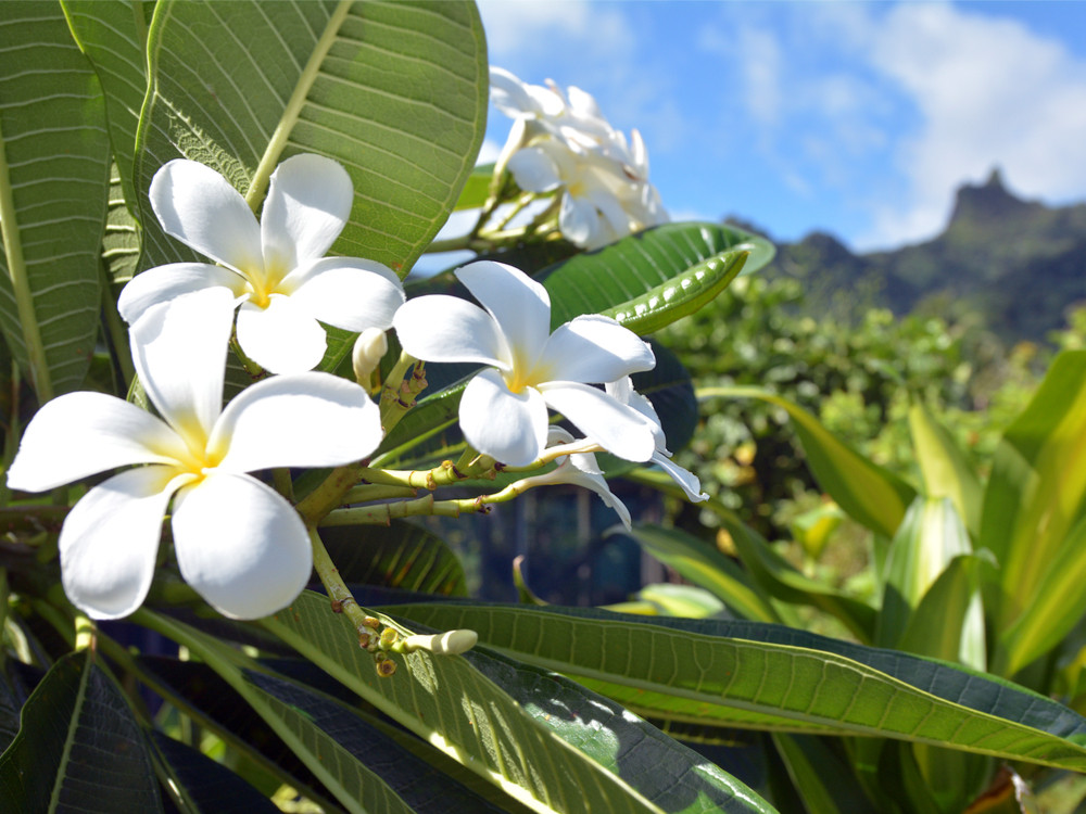 Plumeria