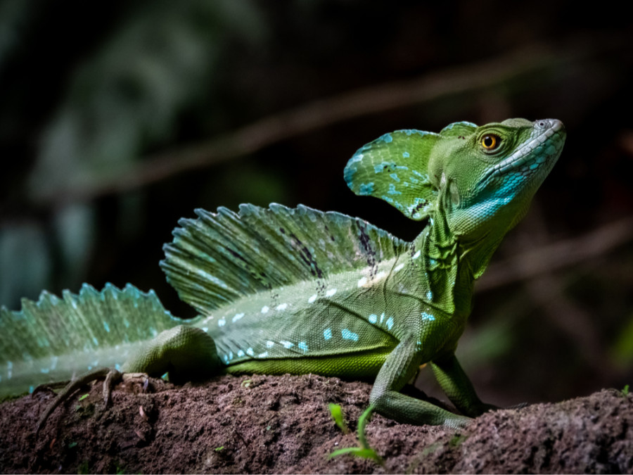 Hagedis Tortuguero