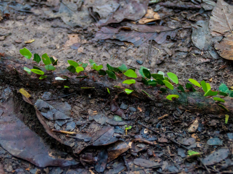 Costa Rica wildlife