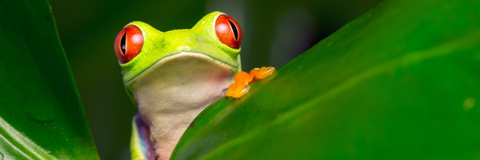Top foto voor Top 10 Natuur in Midden-Amerika