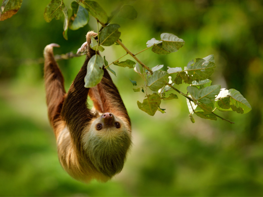 Dieren in Monteverde