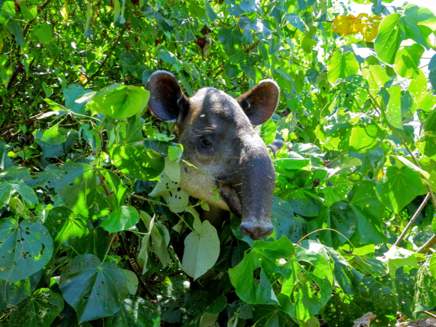 Zoogdieren Costa Rica