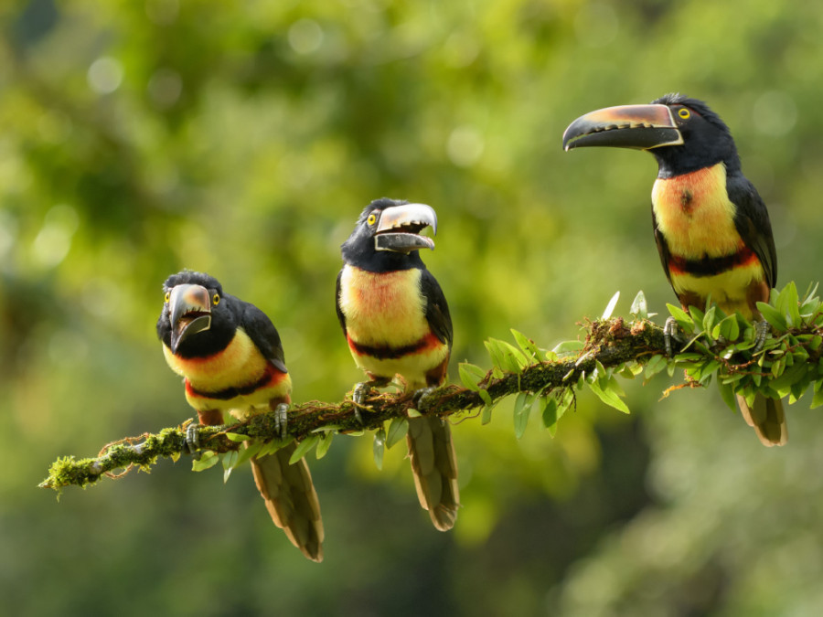 Vogels bij Boca Tapada
