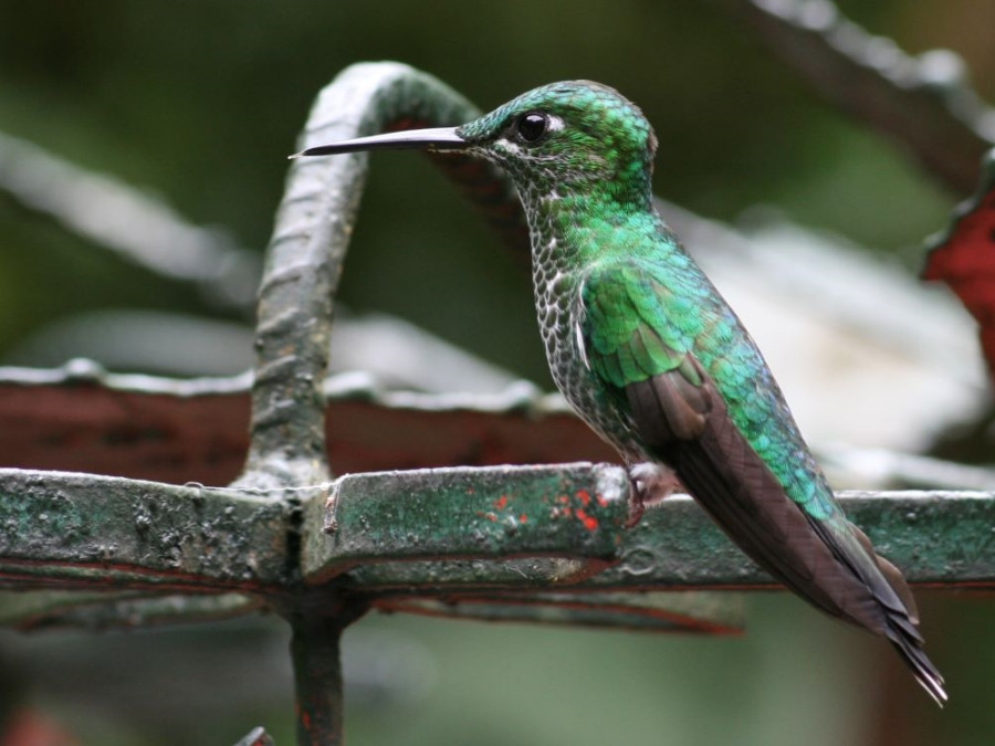Kolibrie in Monteverde
