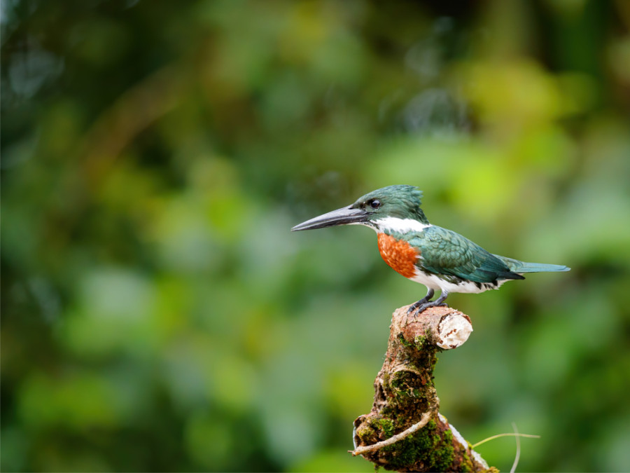 IJsvogel Cano Negro