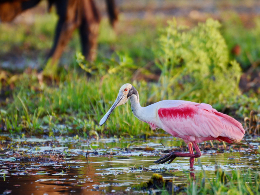 Mooie vogels in Costa Rica