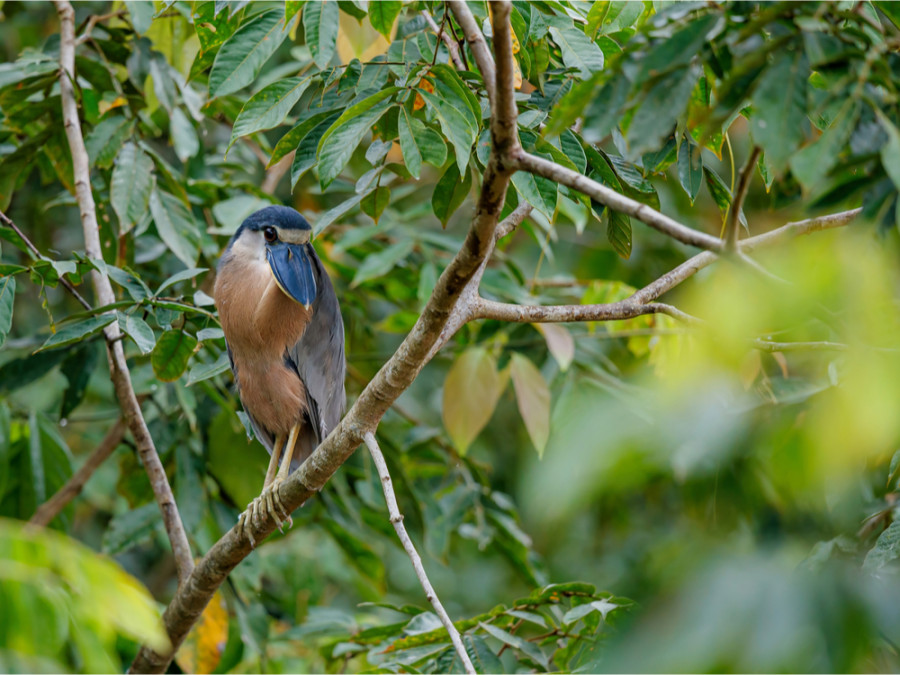 Boat billed heron