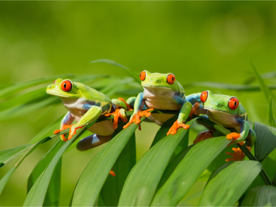 mooie kikkers in Costa Rica