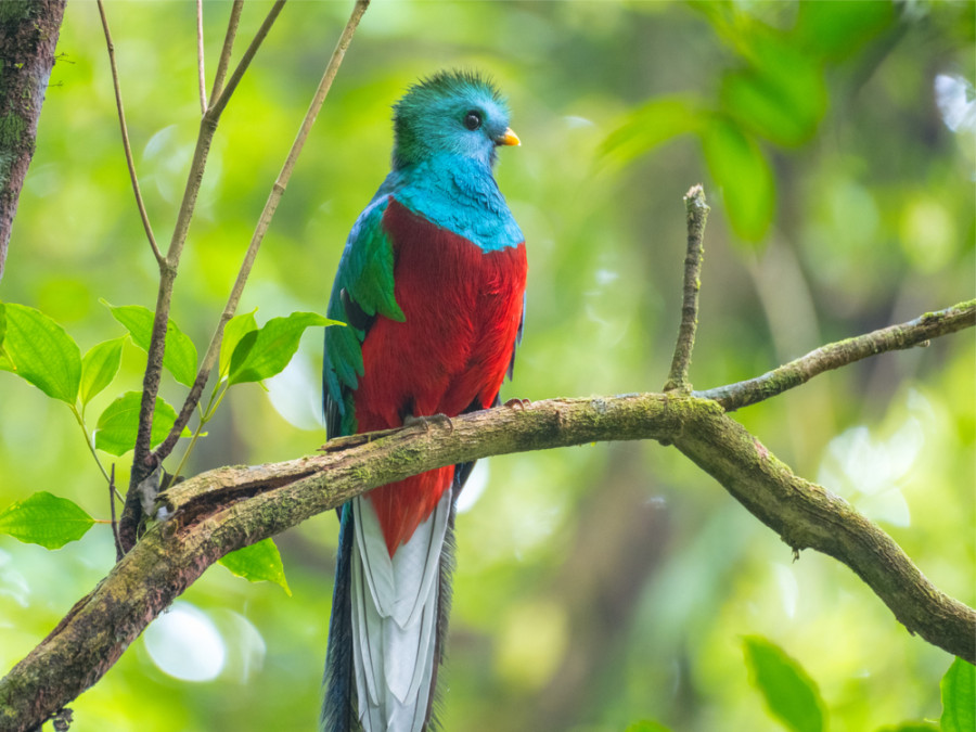 Quetzal in Costa Rica