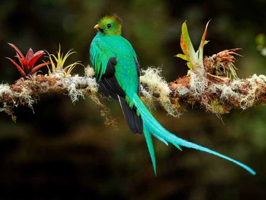 Quetzal in Costa Rica