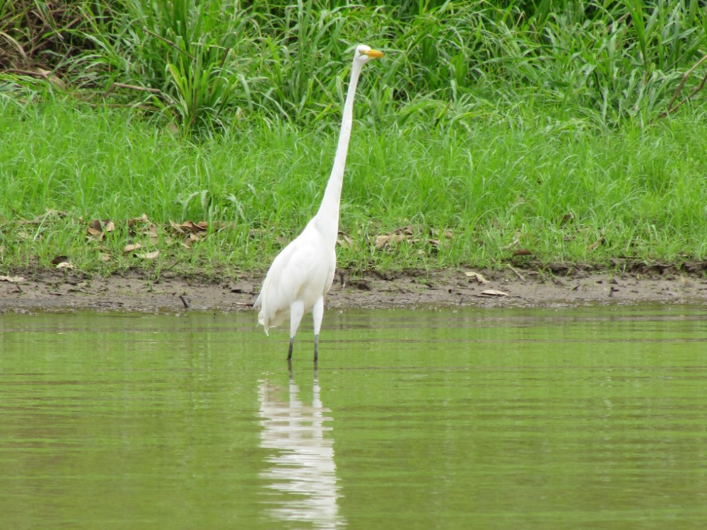 Grote zilverreiger