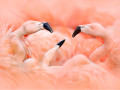 Flamingo's op Cuba