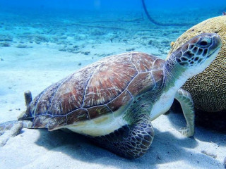 Afbeelding voor Zeeschildpadden op Curaçao