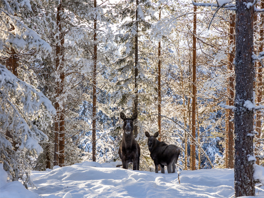 Winter in Dalarna