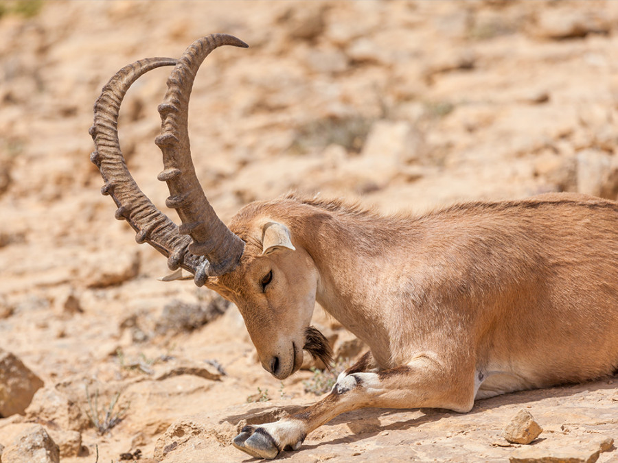 Dieren in Dana Jordanie