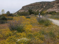 Dana NP