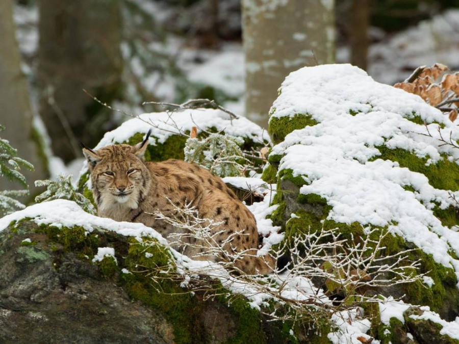 Mooiste wandelgebieden in Duitsland