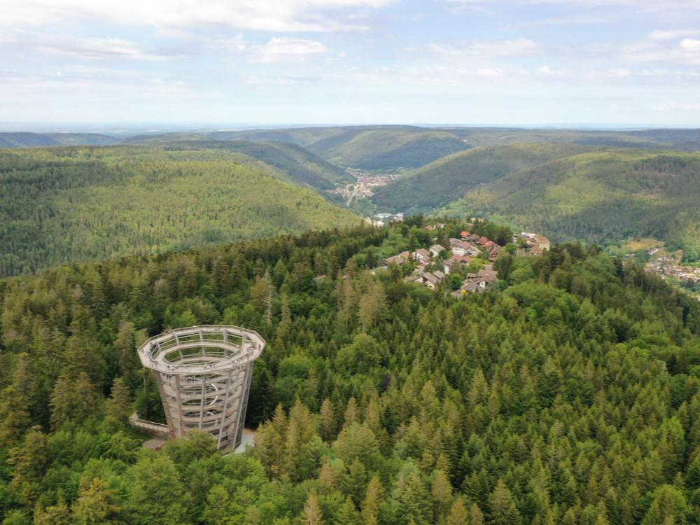 Baumwipfelpfad Zwarte Woud