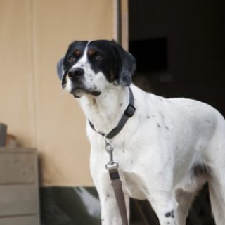 Afbeelding voor De Boshoek - Veluwe met hond