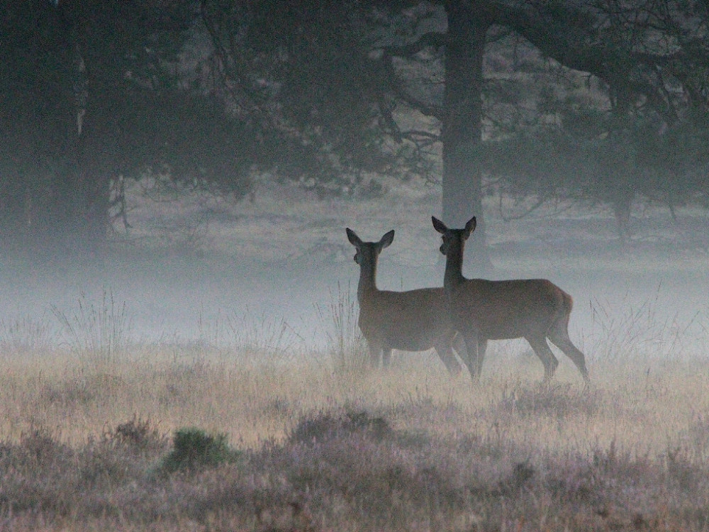 Natuur bij Hoenderloo