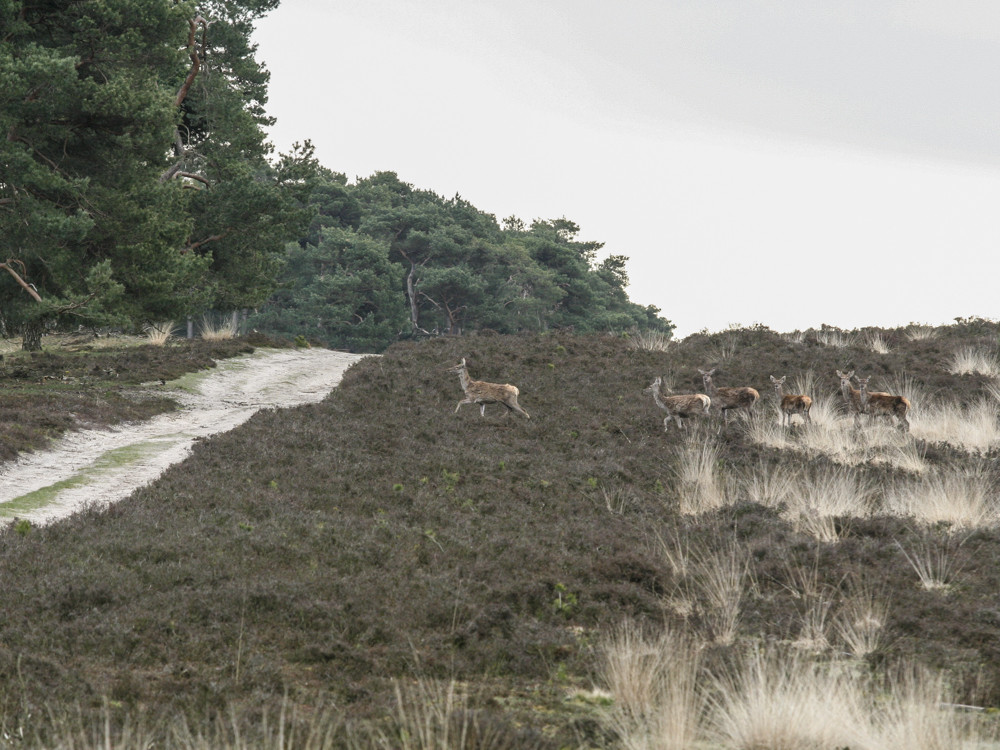 Natuur Deelerwoud