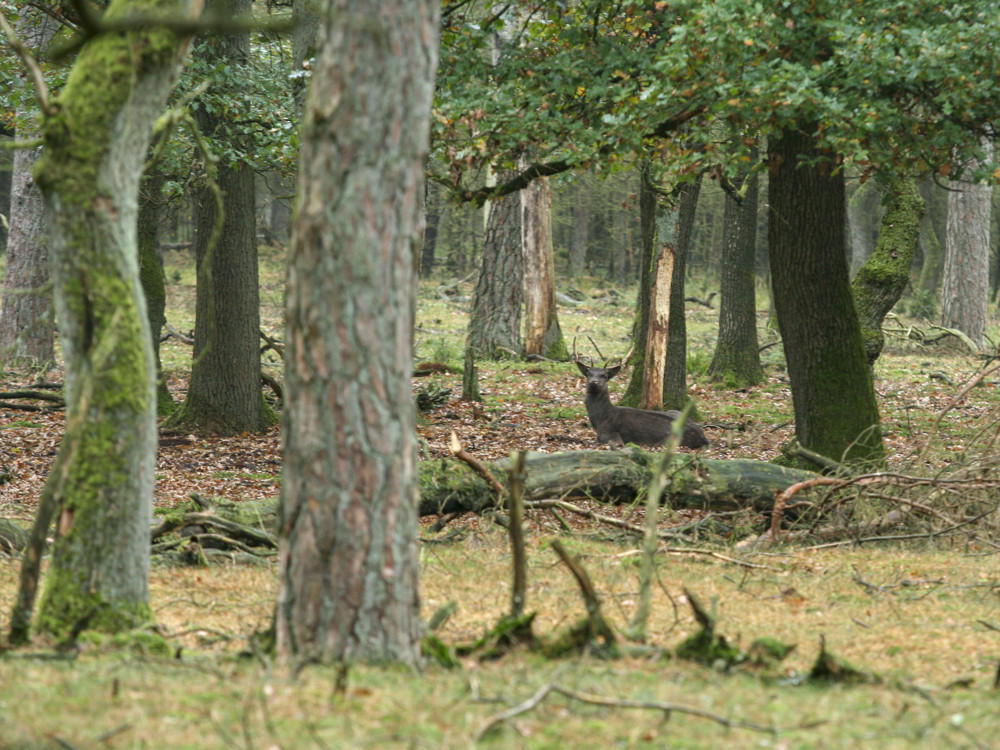 Verstopt tussen het groen