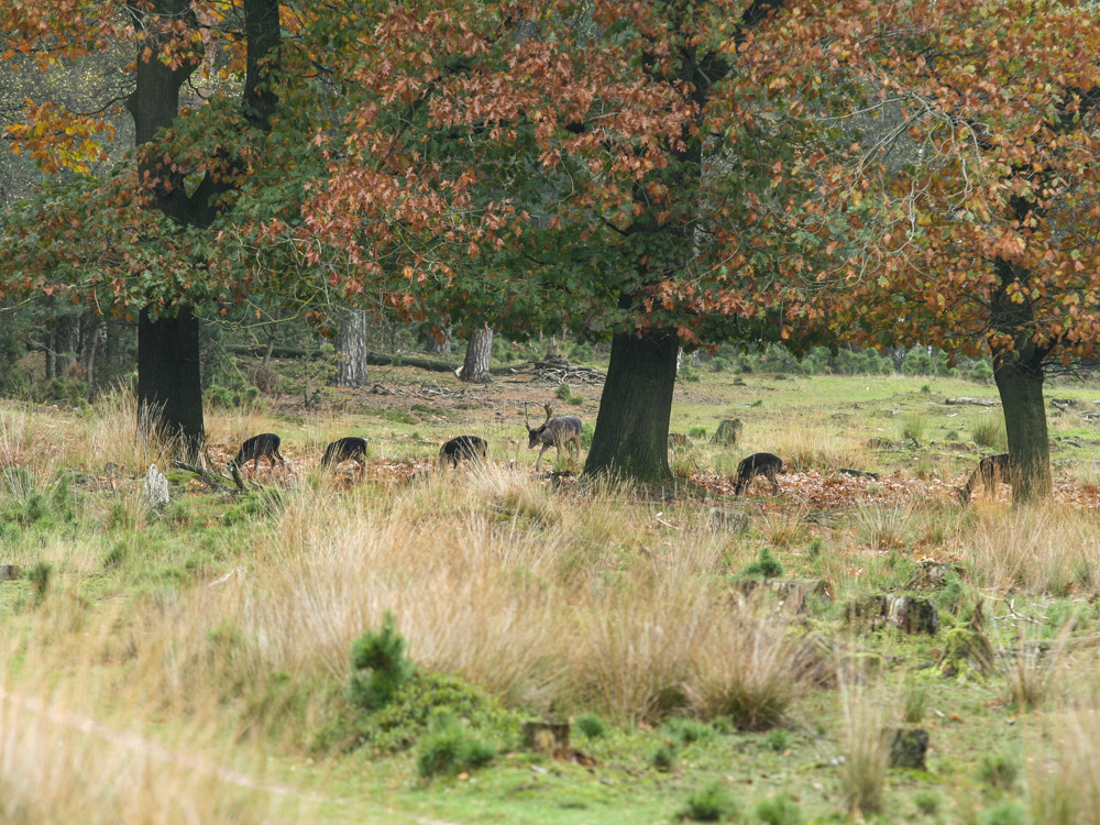 Wild spotten in het Deelerwoud