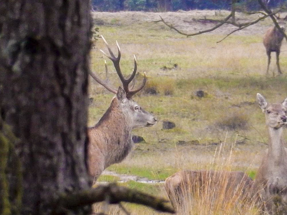 Wild spotten op de Veluwe