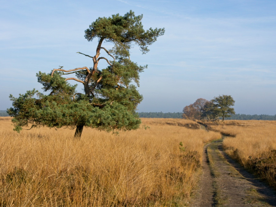 Pad in het Deelerwoud