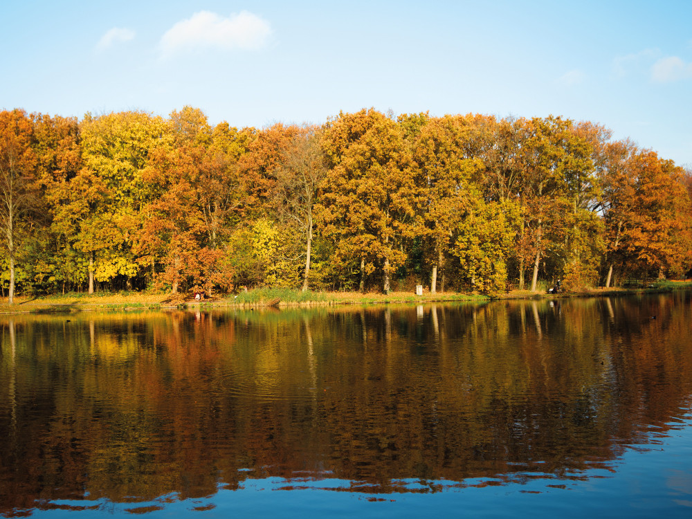 Haagse Bos in de herfst