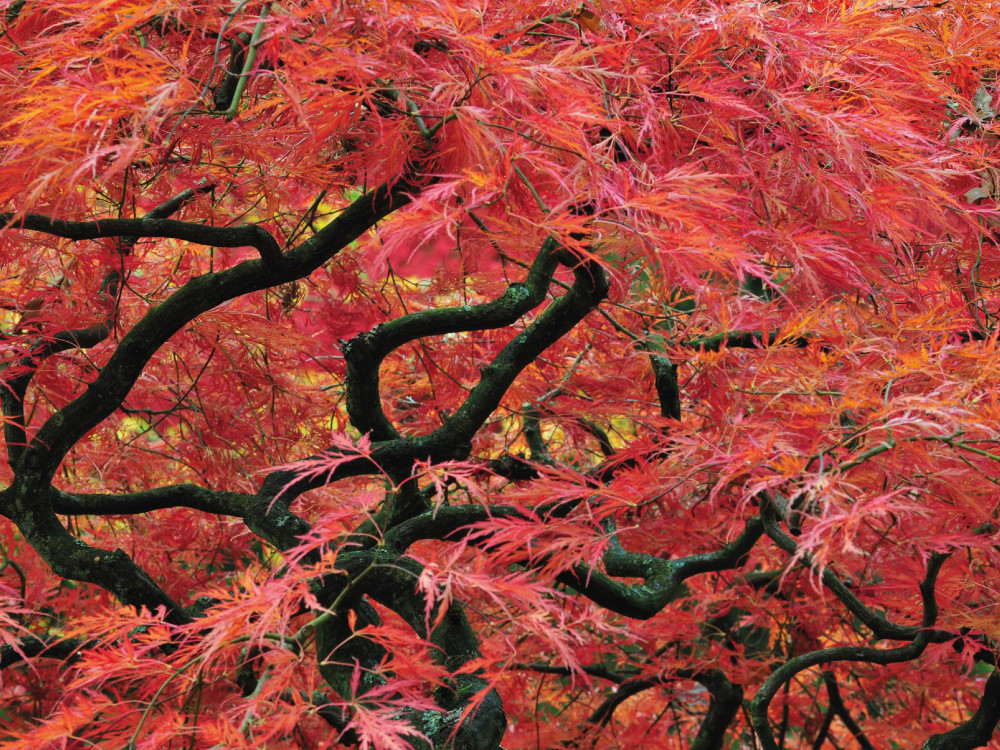 De kleuren van de Japanse Tuin
