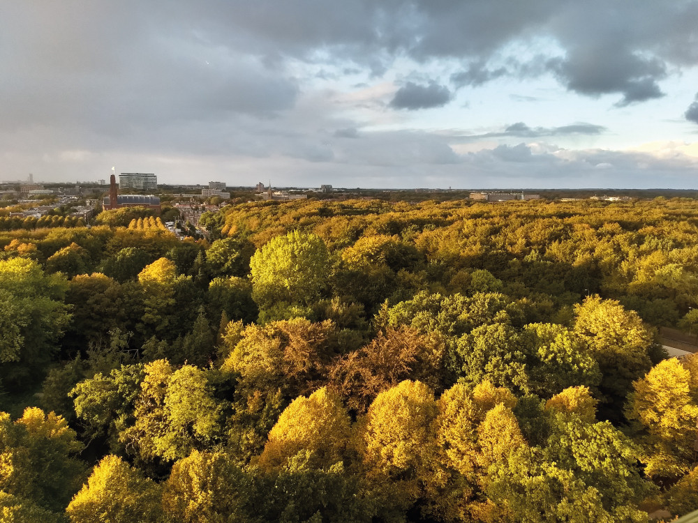 Het Haagse Bos