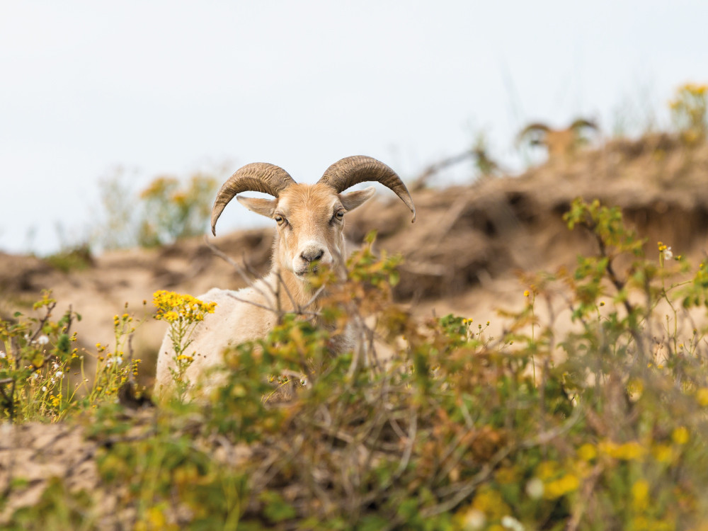 Wild spotten in Westduinpark