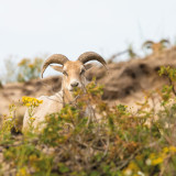 Afbeelding voor Natuur bij Den Haag