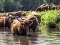 Dieren spotten onderweg