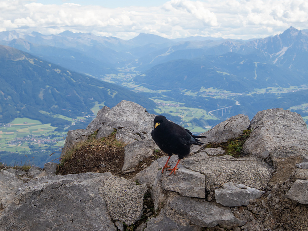 Dieren Innsbruck