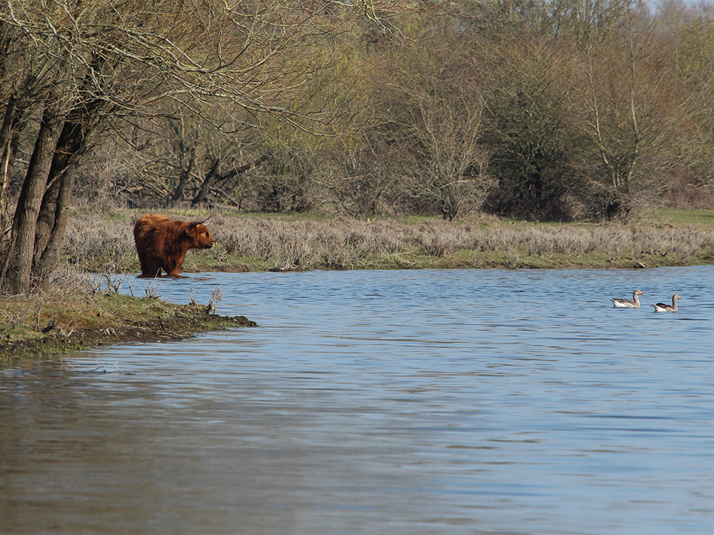 Dieren Duursche Waarden