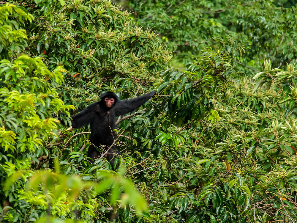 Natuur in Guyana