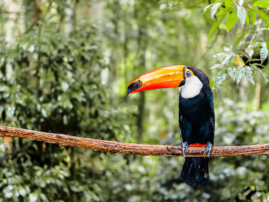 Dieren in de Amazone