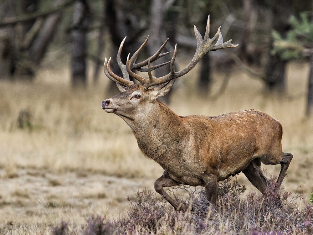 Dieren spotten in Gelderland