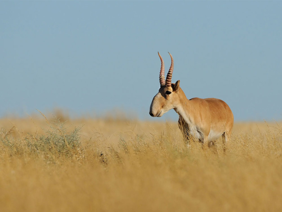 Natuur in Kazachstan